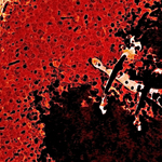 Area Point black red - mauerlechner_harald